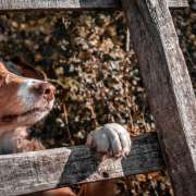 LA NOTION DE BÊTISE N’EXISTE PAS CHEZ LE CHIEN